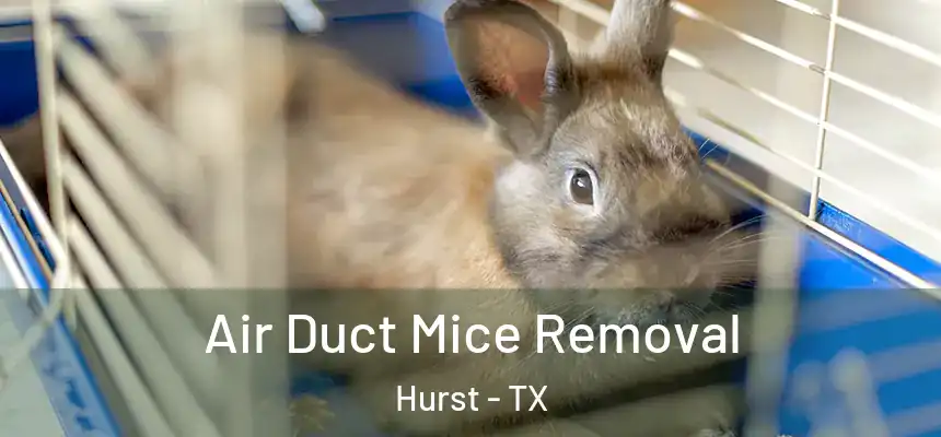 Air Duct Mice Removal Hurst - TX